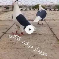 کبوتر دوکت سیاه کاملی|پرنده|شیراز, اکبر آباد|دیوار