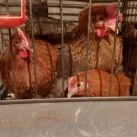 مرغ گلپایگانی تخمگذار