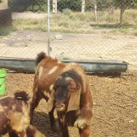 بز پاکستانی