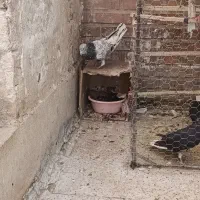 کبوتر|پرنده|قزوین, |دیوار