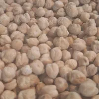 نخود خوش پخت یک دست و تمیز به شرط پخت