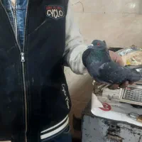 یه جفت کبوتر پرشی