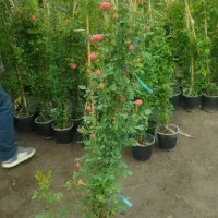 گلای رز. روند