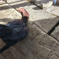 خروس لاری|حیوانات مزرعه|بروجرد, |دیوار