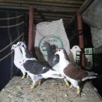 کفتر قلدور پرشی|پرنده|درمیان, |دیوار