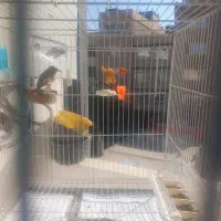 سهره کرمونی رام رام معاوضه با قناری ماده|پرنده|مشهد, پنجتن|دیوار