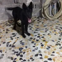 سگ ژرمن بلک|سگ|قائم‌شهر, |دیوار