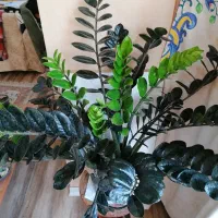 زاموفیلیا سوپر بلک و گلهای حراج