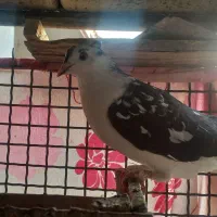 کبوتر|پرنده|مسجد سلیمان, |دیوار