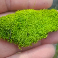 خزه جنگلی تازه چوب ریشه