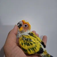 طوطی جوجه ملنگو زرد آبی خورشیدی گرینچیک راهب شاه