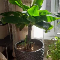 درخت موز در شهر افوس