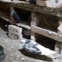 کبوتر رفتنی