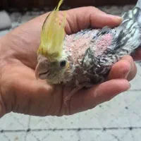 جوجه عروس هلندی