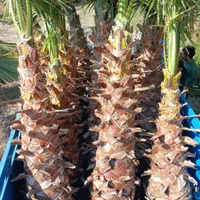 آقای پالم تهران همیشه سبز