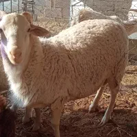 بره نر لاکن اصل