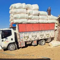 خوراک دام، کاه گندم و جو،یونجه پرسی و کوبیده