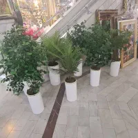 درختچه مصنوعی|گل مصنوعی|تبریز, |دیوار