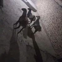 شیشک و بره نر|حیوانات مزرعه|ملایر, |دیوار