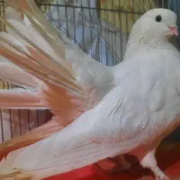 کبوتر نر|پرنده|تهران, منیریه|دیوار