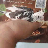 جوجه عروس هلندی سرلاکی و دونخور|پرنده|شیراز, شاپورجان|دیوار
