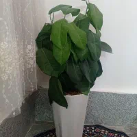 درختچه های زیبا|گل مصنوعی|بروجرد, |دیوار