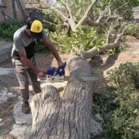 خرید چوب درباغ