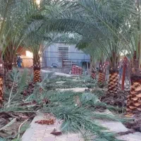 نخل|خدمات باغبانی و درختکاری|اهواز, نادری|دیوار