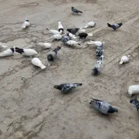 پرنده طوقی وا پلاکی