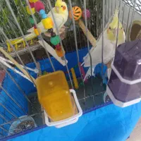 عروس هلندی|پرنده|کنگاور, |دیوار