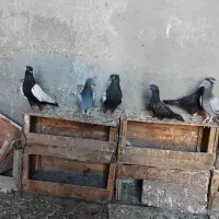 جفت سینه‌ای|پرنده|شادگان, |دیوار