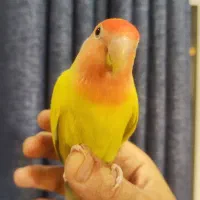 طوطی کوتوله برزیلی ۵ ماهه بالغ دستی|پرنده|اصفهان, الهیه|دیوار