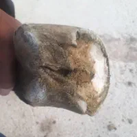 نعلبندی|اسب و تجهیزات اسب‌سواری|شیراز, شهرک گلستان|دیوار