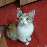 بچه گربه..دو ماهه|گربه|سبزوار, اسلام آباد|دیوار