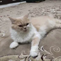 پرشین کت