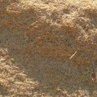 خریدار کاه دیم
