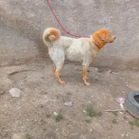 واگذاری سگ پژدر
