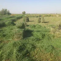 بیده ینجه|گل و گیاه طبیعی|جیرفت, |دیوار