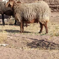 میش افشار و مغانی هترو ابستن دوقولوزا ۴راس