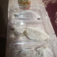 عسل کوهی|عمدهفروشی|جره و بالاده, |دیوار