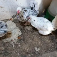 مرغ کوشین وگلین نژاد دار پرپا|حیوانات مزرعه|گلبهار, شهر جدید گلبهار|دیوار