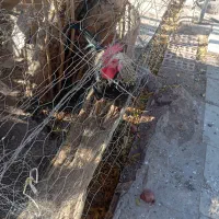 خروس محلی|حیوانات مزرعه|رفسنجان, |دیوار