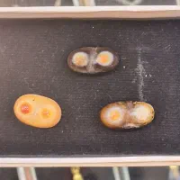 باباقوری دوچشم