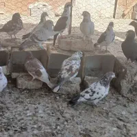 کبوتر|پرنده|زاهدان, |دیوار