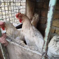 مرغ و خروس قربانی/سربری