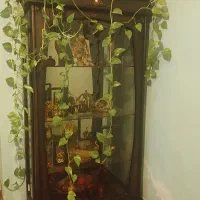 گل طبیعی زیبا