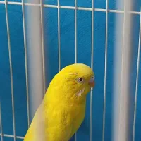 مرغ عشق گمشده|پرنده|فولادشهر, C5|دیوار