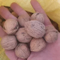گردو|خوردنی و آشامیدنی|قم, باجک سه|دیوار