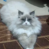 گربه اسکاتیش