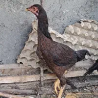 ماده مرغ دشتیاری|حیوانات مزرعه|ایرانشهر, |دیوار
